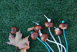 Chestnuts On Strings On Green Artificial Lawn. Conkers Game Accessories, Close-up.