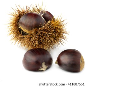 1,532 Chestnut burrs Images, Stock Photos & Vectors | Shutterstock