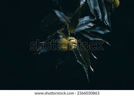 Chestnuts in their prickly shells on the tree in the Black Forest