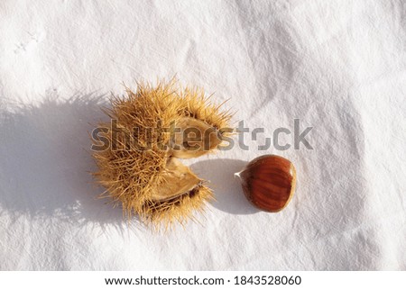 chestnuts thorns 
 isolated for background