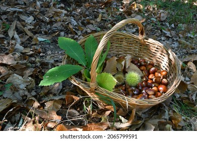Chestnuts in a wicker basket with hedgehogs and green chestnut leaves. Harvest time in autumn season.