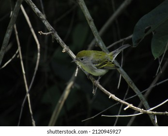 The Chestnut-sided Warbler (Setophaga Pensylvanica)a Species Of Passerine Bird Belonging To The Parulidae Family