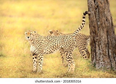 Chetah Marking Territory From Masai Mara