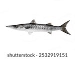 chevron, military, or sawtooth barracuda (Sphyraena putnamae)