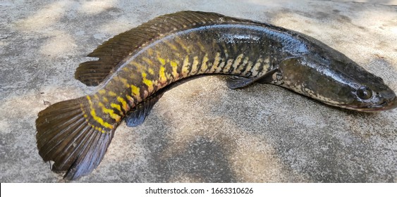 Mudfish Images, Stock Photos & Vectors | Shutterstock