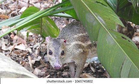 Chevrotain(mouse Deer) Close Up