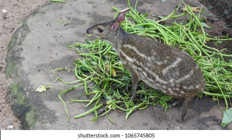 Chevrotain(mouse Deer) Close Up