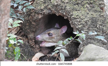 Chevrotain(mouse Deer) Close Up