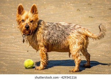 Chewbacca The Terrier