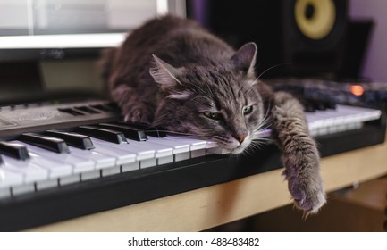 Chewie The Cat Has Tired Of Making Music