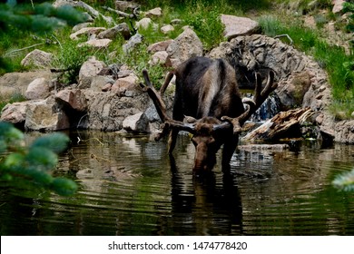 Cheyenne Mountain Zoo, Colorado Springs