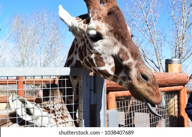 Cheyenne Mountain Zoo Giraffe!