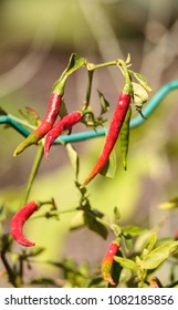 Cheyenne Pepper Hybrid In An Organic Vegetable Garden In Naples, Florida