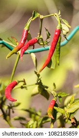 Cheyenne Pepper Hybrid In An Organic Vegetable Garden In Naples, Florida