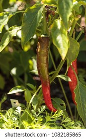 Cheyenne Pepper Hybrid In An Organic Vegetable Garden In Naples, Florida