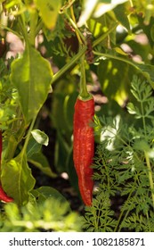 Cheyenne Pepper Hybrid In An Organic Vegetable Garden In Naples, Florida