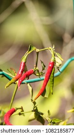 Cheyenne Pepper Hybrid In An Organic Vegetable Garden In Naples, Florida