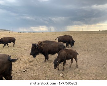 Cheyenne Wyoming Terry Bison Ranch