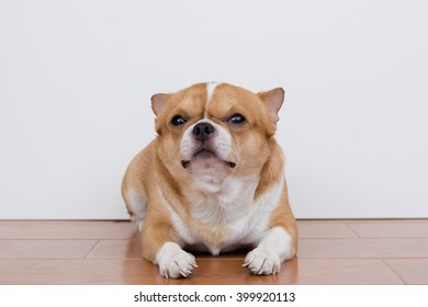Chi hua hua dog - Shutterstock ID 399920113