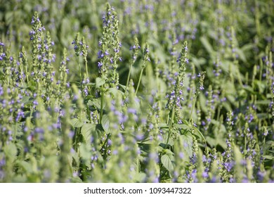 Chia Flower Isolated Images Stock Photos Vectors Shutterstock