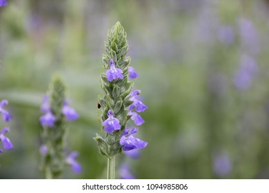 Herb Garden Icons Stock Photos Images Photography Shutterstock