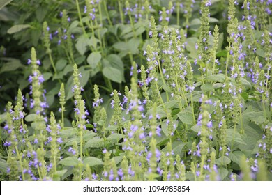 Chia Flower Isolated Images Stock Photos Vectors Shutterstock