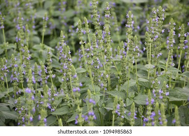 Herb Garden Icons Stock Photos Images Photography Shutterstock