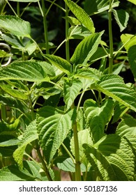 Chia (Salvia Hispanica) Is A Species Of Flowering Plant Native To South  America. Chia Is Grown Commercially For Its Seed, This Healthy Food That Is Very Rich In Omega-3 Fatty Acids