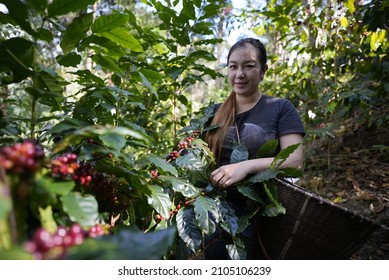 Chiang Mai, Thailand - December 16, 2020. A Female Worker Harvesting Coffee Bean In The Plantation. Fair Trade