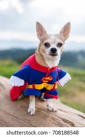 Chiang Mai, Thailand - December 29, 2016: Funny Chihuahua Dog In Superman Costume