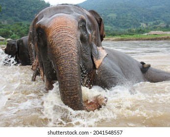 CHIANG MAI, THAILAND: Elephant Chills In The River At Happy Elephant Home Sanctuary.