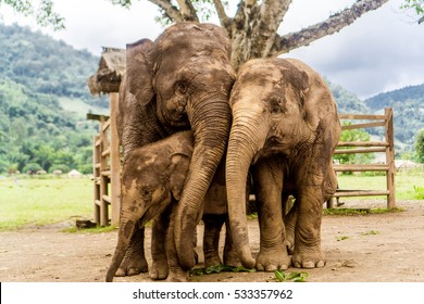 Chiang Mai, Thailand Elephant Nature Park