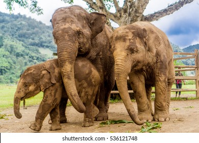 Chiang Mai, Thailand Elephant Nature Park