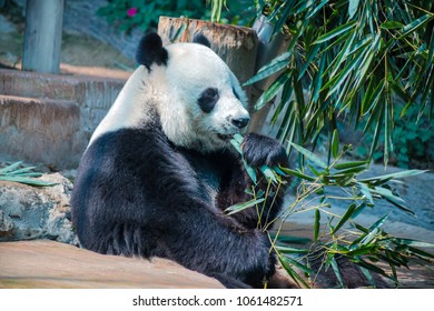 CHIANG MAI, THAILAND, FEBRUARY, 19, 2017 - Big panda in Chiang Mai Zoo, Thailand
