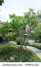 CHIANG MAI, THAILAND- JUNE 23, 2021: Exterior Terrace Design And Patio Decoration At 'SPICE GARDEN' Asian Restaurant Decorated With Natural Tropical Green Garden With Modern Buildings