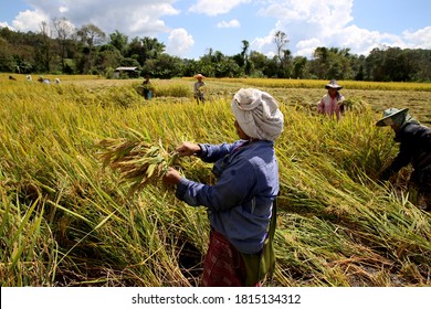 Chiang Mai, Thailand - October 16th, 2015: Rural Asian Women Working On The Plantations On A Beautiful Sunny Day. Rural Woman Day And Farming Context