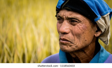 Chiang Mai,THAILAND - June 19: Sad Thai  farmer harvesting rice in countryside Thailand on June 19:,2018 in Chiang Mai.