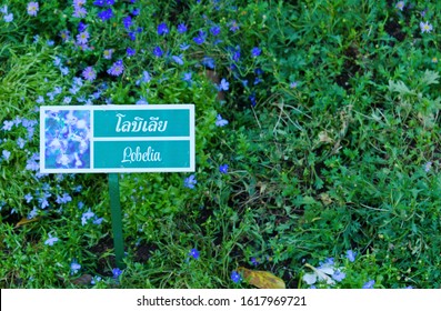 Chiang Rai, Thailand - January 3 2020: A Sign showing image and names of flower in both Thai and English are placed on the flower area in Chiang Rai 16th Beauty Flower Festival. Translation: "Polelia"