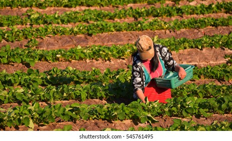 CHIANGMAI THAILAND - DEC 24 : strawberries farmer harvesting organic fresh strawberry in angkhang plantation field on December 24,2016 in chiangmai thailand - Shutterstock ID 545761495
