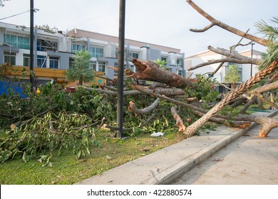 CHIANGMAI,THAILAND-MAY 18,Damaged From Summer Storm  On May 18,2016 The Big Tree Was Falling Down On House,it Was Effect Of Heavy Rain Disaster  In Chiangmai. Storm Occurred At Night Of MAY 17, 2016.