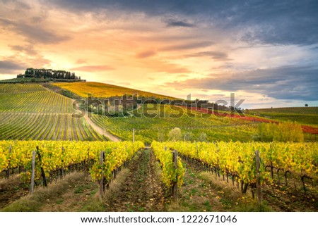 Chianti region, Tuscany, Italy. Vineyards at sunset, autumn colors