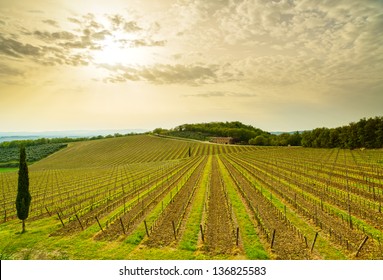 Chianti region, vineyard, trees and farm on sunset. Tuscany, Italy, Europe. - Shutterstock ID 136825583