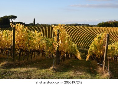 Chianti vineyards turn yellow in autumn season. Beautiful view of rows of vineyards with blue sky in the Chianti area near San Casciano in Val di Pesa. Italy