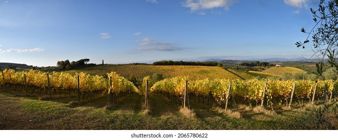 Chianti vineyards turn yellow in autumn. Panoramic view of beautiful rows of vineyards and blue sky in the Chianti area near San Casciano in Val di Pesa. Italy