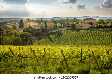 Chianti vineyards in Tuscany, Italy.