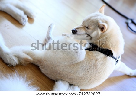 Similar – Image, Stock Photo colour harmony Animal Dog