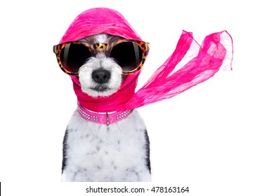 Chic Fashionable Diva Luxury  Cool Dog With Funny Sunglasses, Scarf And Necklace, Isolated On White Background