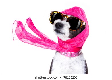 Chic Fashionable Diva Luxury  Cool Dog With Funny Sunglasses, Scarf And Necklace, Isolated On White Background