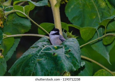 A chicadee posing for the camera