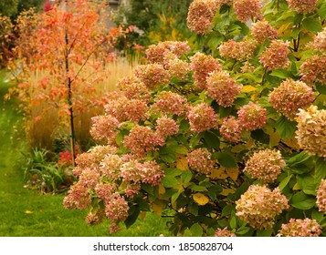 Chicago Fall landscape of a garden scape that includes Limelight hydrangea turning pink, Serviceberry tree and Karl Foerster feather reed grasses.